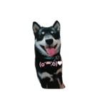 愛犬『ココ』（個別スタンプ：3）