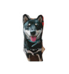 愛犬『ココ』（個別スタンプ：5）