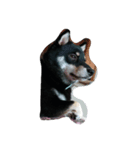愛犬『ココ』（個別スタンプ：10）