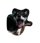 愛犬『ココ』（個別スタンプ：11）