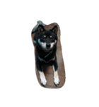 愛犬『ココ』（個別スタンプ：12）