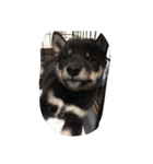 愛犬『ココ』（個別スタンプ：16）