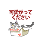 にゃんくす（個別スタンプ：15）