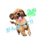 アロマすたんぷ。（個別スタンプ：8）
