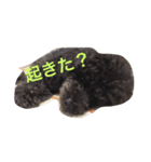 ぱある（個別スタンプ：5）