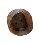 アメショのゆず太郎くん（個別スタンプ：37）