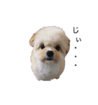 景虎（個別スタンプ：3）