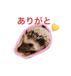 harinezumi no tare（個別スタンプ：6）