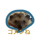 harinezumi no tare（個別スタンプ：7）