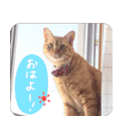 うちの茶々（個別スタンプ：3）