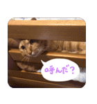 うちの茶々（個別スタンプ：4）
