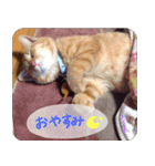 うちの茶々（個別スタンプ：5）