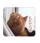 うちの茶々（個別スタンプ：6）