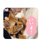 うちの茶々（個別スタンプ：7）