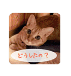 うちの茶々（個別スタンプ：11）
