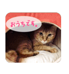 うちの茶々（個別スタンプ：13）