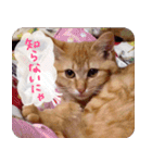 うちの茶々（個別スタンプ：14）