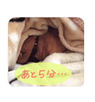 うちの茶々（個別スタンプ：18）
