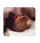 うちの茶々（個別スタンプ：19）