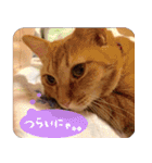 うちの茶々（個別スタンプ：22）