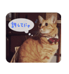 うちの茶々（個別スタンプ：23）