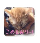 うちの茶々（個別スタンプ：24）