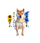 柴犬 こたろうのこたんぷ（個別スタンプ：1）
