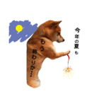 柴犬 こたろうのこたんぷ（個別スタンプ：2）