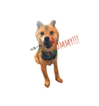 柴犬 こたろうのこたんぷ（個別スタンプ：3）