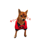 柴犬 こたろうのこたんぷ（個別スタンプ：4）