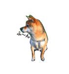 柴犬 こたろうのこたんぷ（個別スタンプ：5）