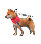 柴犬 こたろうのこたんぷ（個別スタンプ：6）
