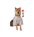 柴犬 こたろうのこたんぷ（個別スタンプ：8）