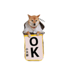 柴犬 こたろうのこたんぷ（個別スタンプ：9）