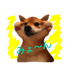 柴犬 こたろうのこたんぷ（個別スタンプ：11）