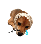 柴犬 こたろうのこたんぷ（個別スタンプ：12）