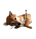 柴犬 こたろうのこたんぷ（個別スタンプ：13）