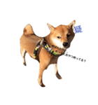 柴犬 こたろうのこたんぷ（個別スタンプ：14）