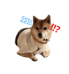 柴犬 こたろうのこたんぷ（個別スタンプ：15）
