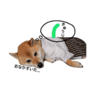 柴犬 こたろうのこたんぷ（個別スタンプ：16）