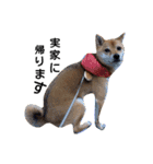 柴犬 こたろうのこたんぷ（個別スタンプ：17）