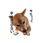 柴犬 こたろうのこたんぷ（個別スタンプ：18）
