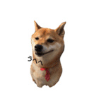 柴犬 こたろうのこたんぷ（個別スタンプ：19）