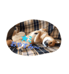 柴犬 こたろうのこたんぷ（個別スタンプ：20）