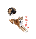 柴犬 こたろうのこたんぷ（個別スタンプ：21）