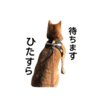 柴犬 こたろうのこたんぷ（個別スタンプ：22）