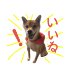 柴犬 こたろうのこたんぷ（個別スタンプ：23）