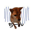 柴犬 こたろうのこたんぷ（個別スタンプ：24）