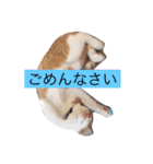 ハチとブシ（個別スタンプ：1）