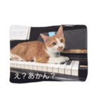ハチとブシ（個別スタンプ：2）